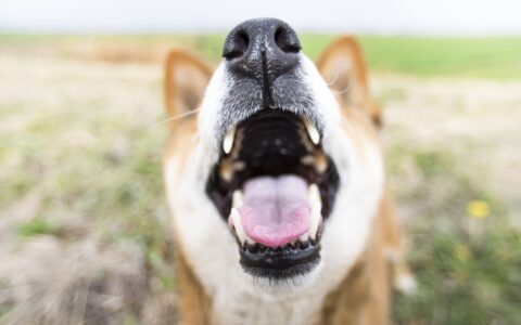 犬猫の乳歯遺残の問題