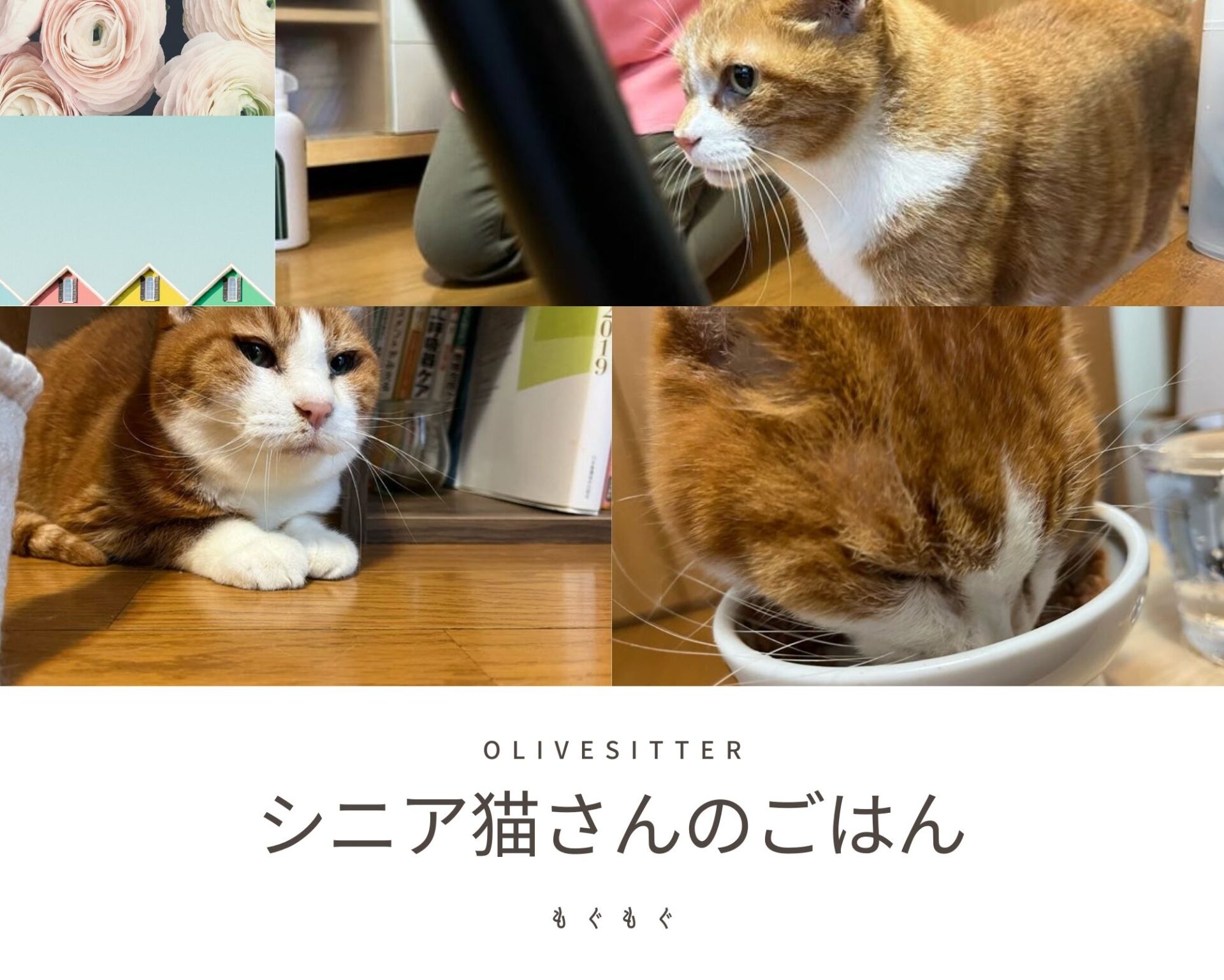 猫ちゃん???? （杉並区で人気のペットシッター・散歩代行｜ブログ 