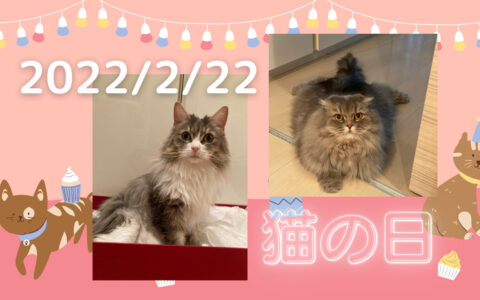 今日は2022/2/22猫の日｜渋谷区のペットシッター