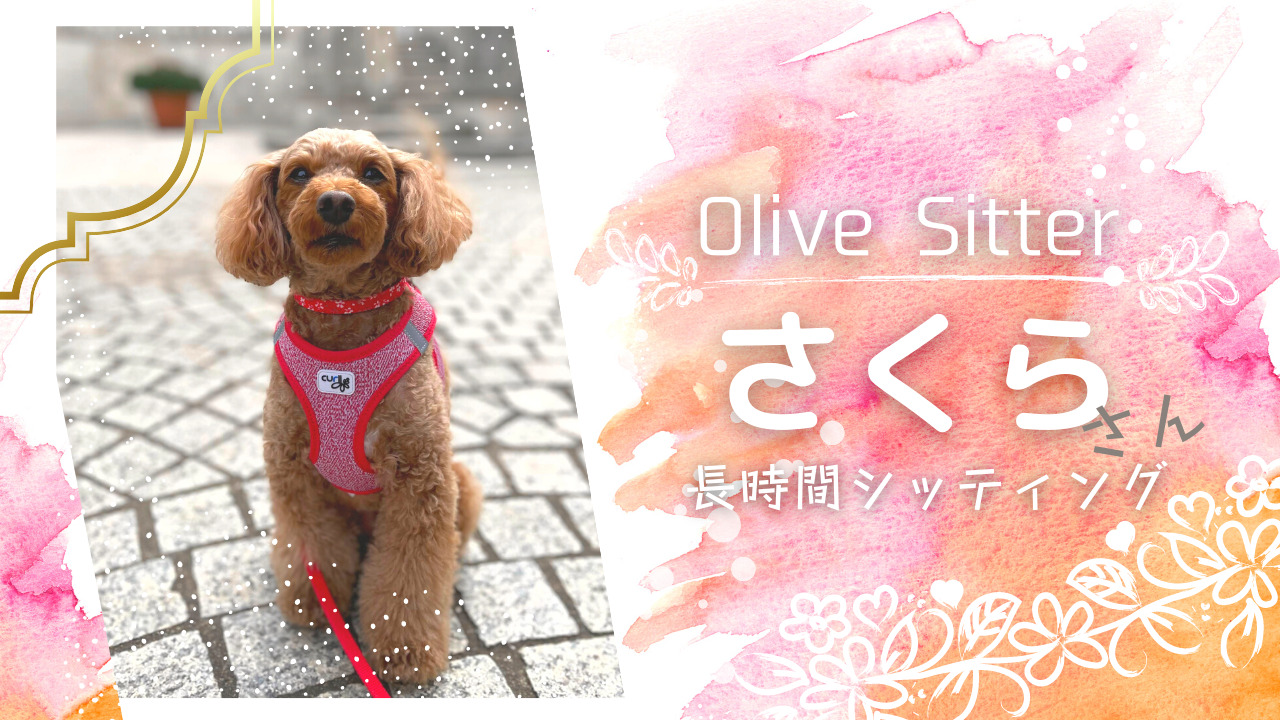 渋谷区で人気のペットシッター・散歩代行｜ブログ |獣医監修オリーブ 