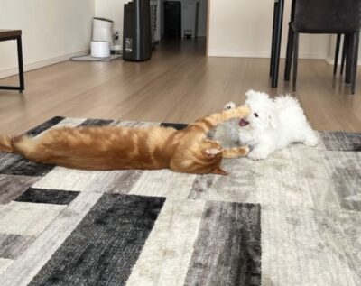 犬と猫で仲良く遊ぶ姿