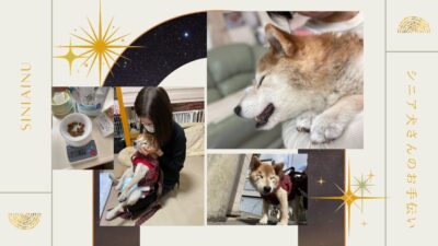 介護のお手伝い|シニア犬のペットシッター