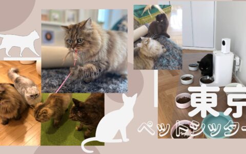 ５猫それぞれのご様子を細かくご報告｜ペットシッター