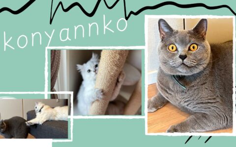 ストレス解消法 獣医監修 ペットシッター Olive Sitter