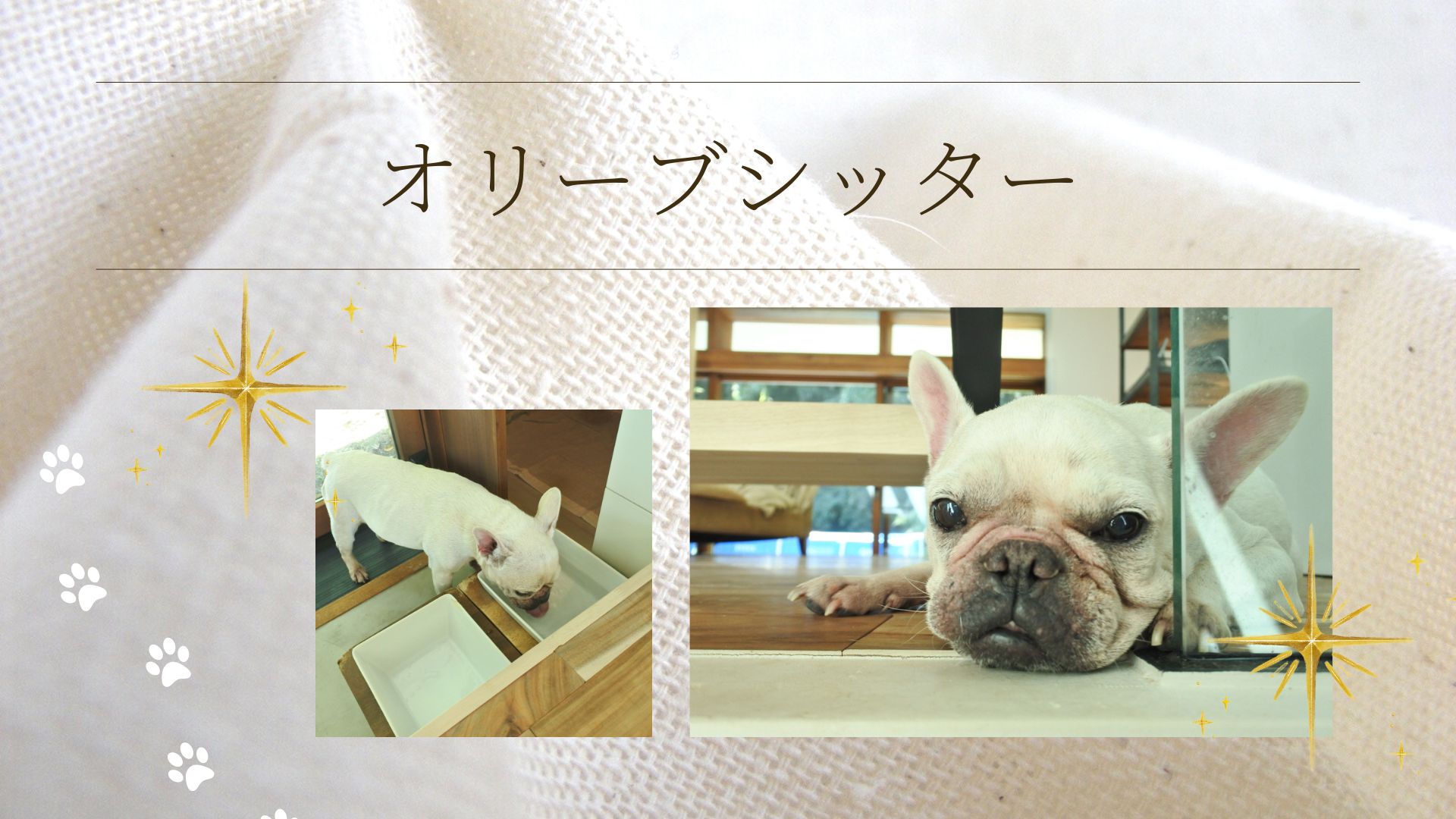 寂しがり屋のシニア犬さん長期ご愛用|東京ペットシッター