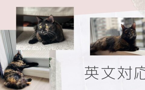 猫さんのシッティングを英語で報告、ご連絡|東京ペットシッター