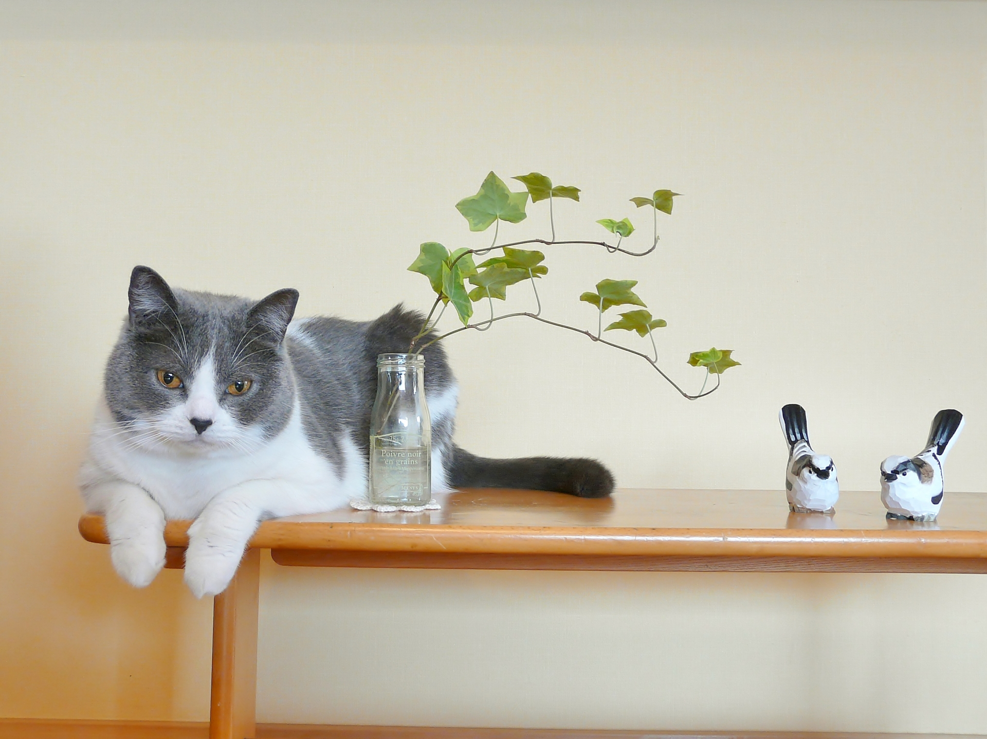 飼い猫が観葉植物を食べた？猫に危険な植物について解説