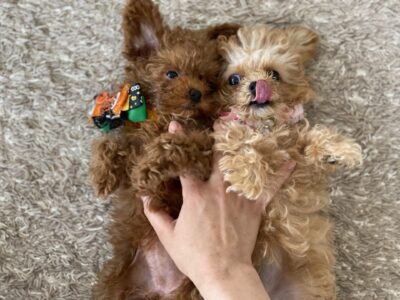 ティーカッププードルと子猫さんたちの定期シッティング|犬猫ペットシッター