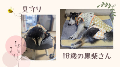 車椅子に乗ってお部屋で運動・見守り|シニア犬ペットシッター