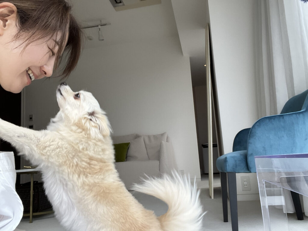 犬の幼稚園まで見守りと付き添い送迎|ペットシッター