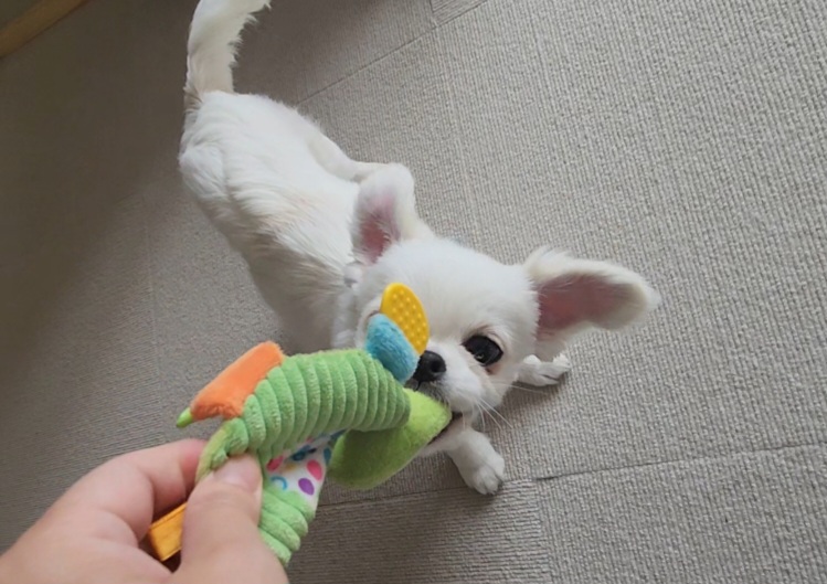 迎えたてのパピーさんのお世話代行｜子犬のペットシッター