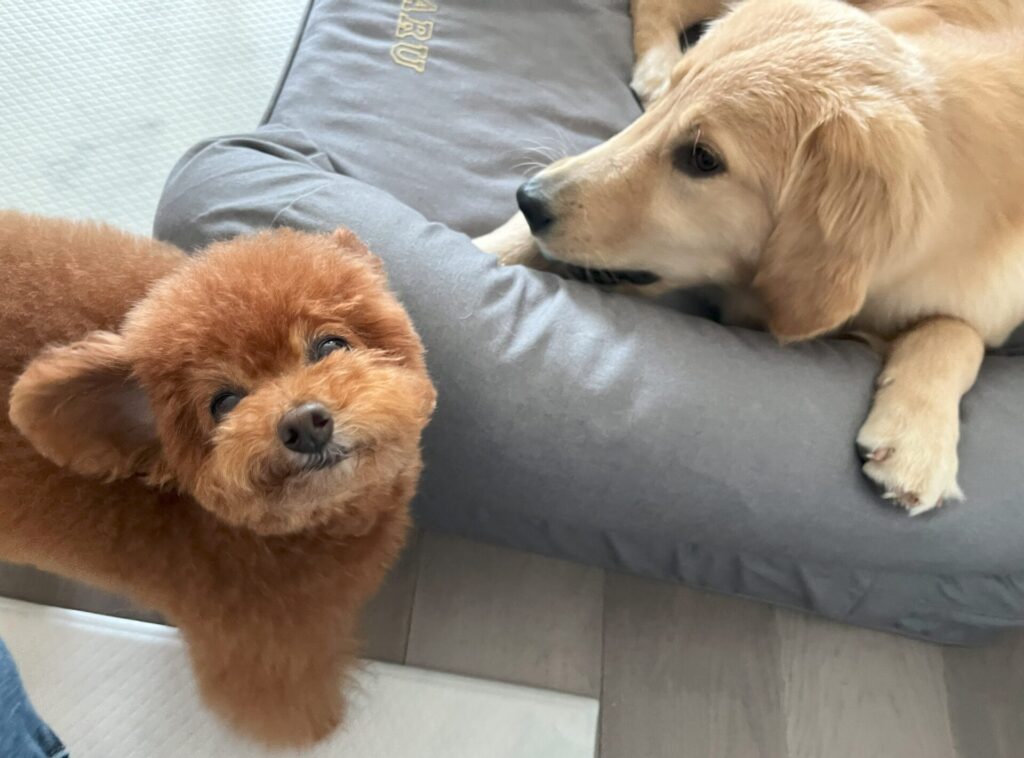 犬種や大きさに合わせたシッティング|訪問シッター