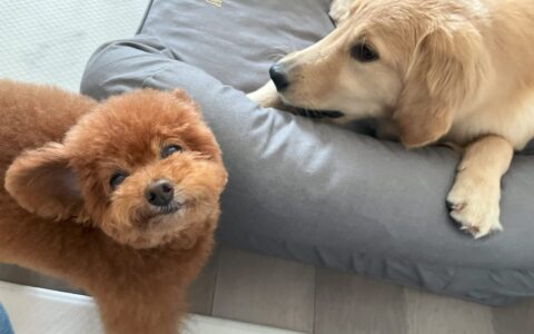 犬種や大きさに合わせたシッティング｜訪問シッター