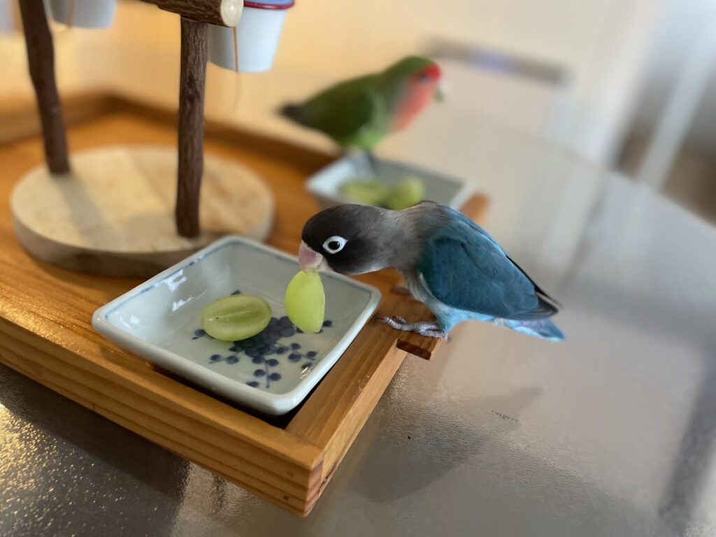 鳥さんのお留守番はプロにお任せ|ペットシッター