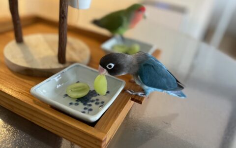 鳥さんのお留守番はプロにお任せ｜ペットシッター