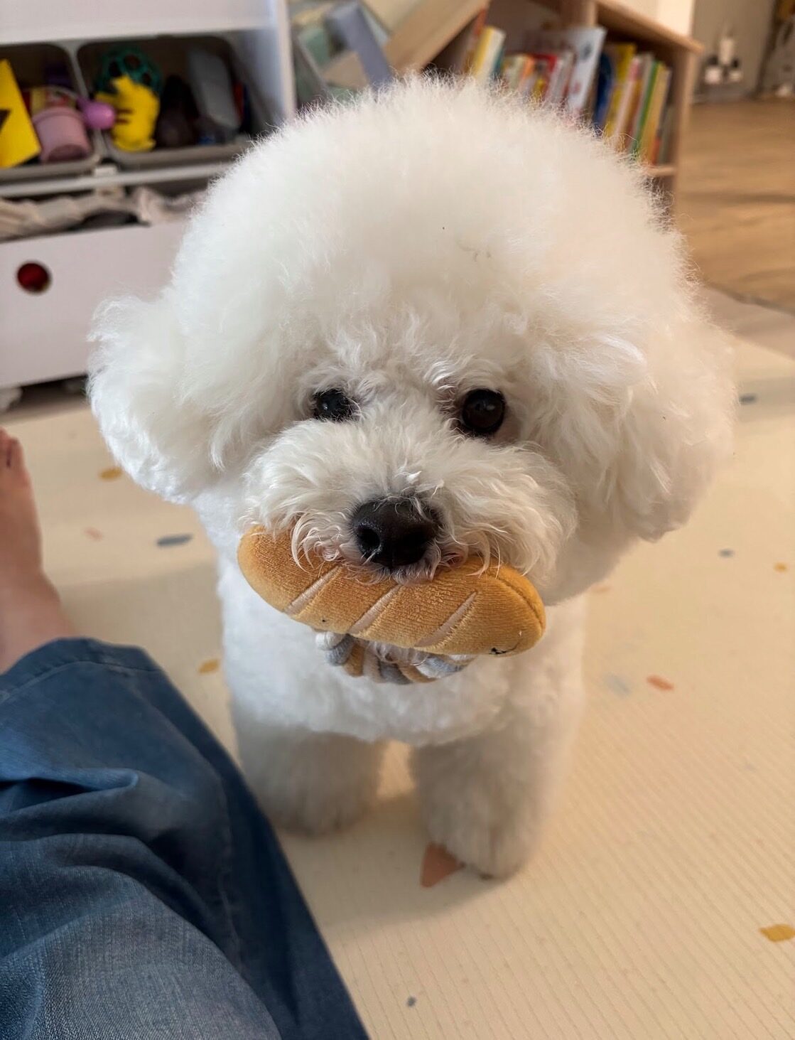 ペットシッター