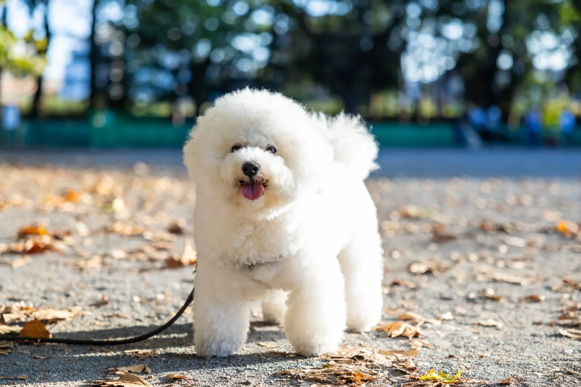 散歩する小型犬