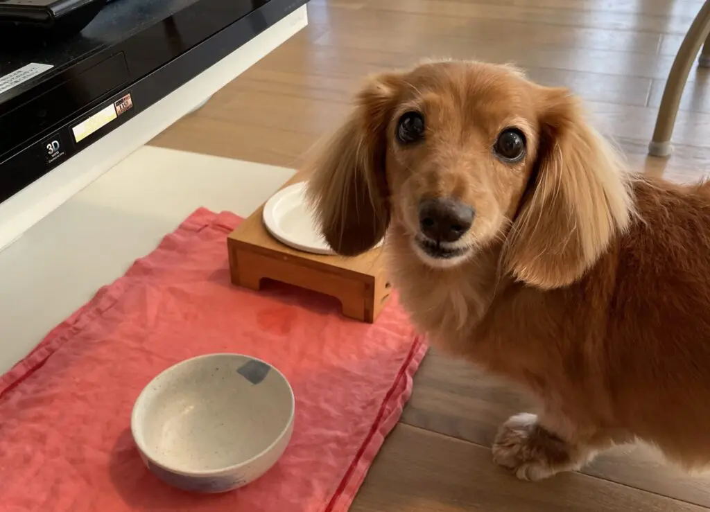 ダックスフンドののりかさん