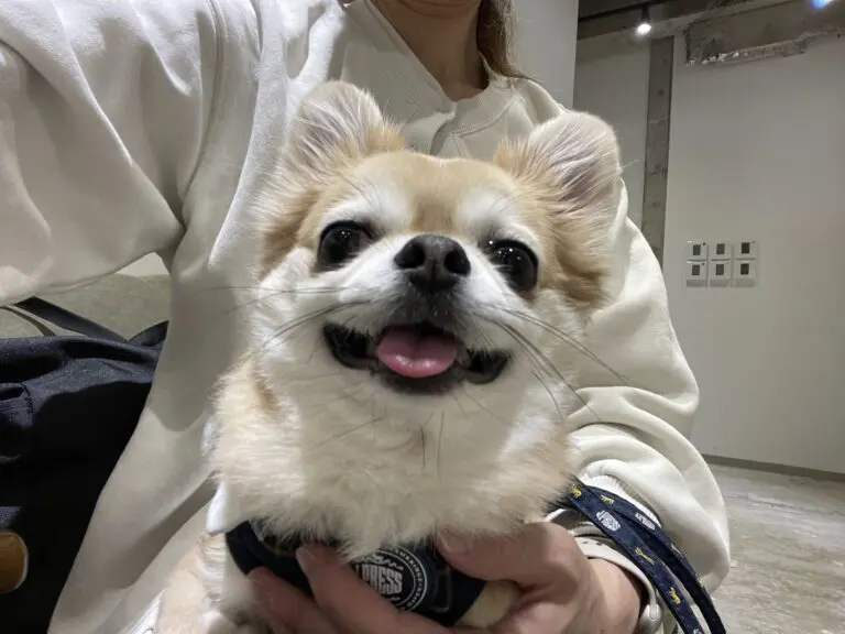 和装・洋装ドッグウェディングフォト